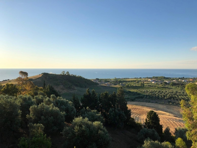 Calabrian vineyards near Cirò Marina with mature Gaglioppo vines, rolling hills, and coastal breezes shaping the region’s historic wine landscape.